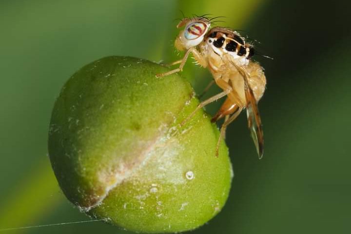 mosca de la fruta