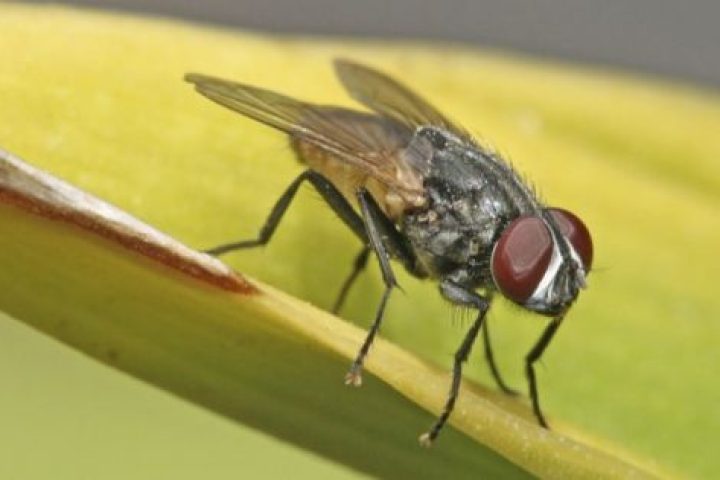 mosca domestica